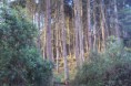/album/fotogaleria/bosque-arvi-jpg/